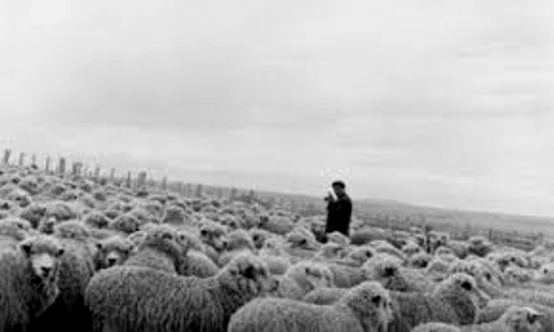 Braun: “ovejas robadas por nativos, no tantas como dicen”