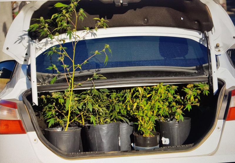 Decomisan 13 plantas de marihuana