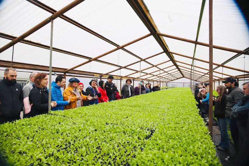 Entrega de plantines a productores locales