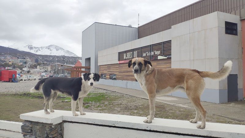 Ellos también posan