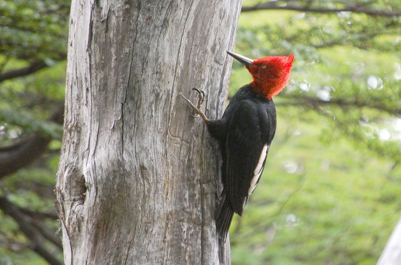 Eligen al Carpintero Gigante como pájaro provincial fueguino