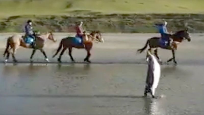 La marcha del pingüino