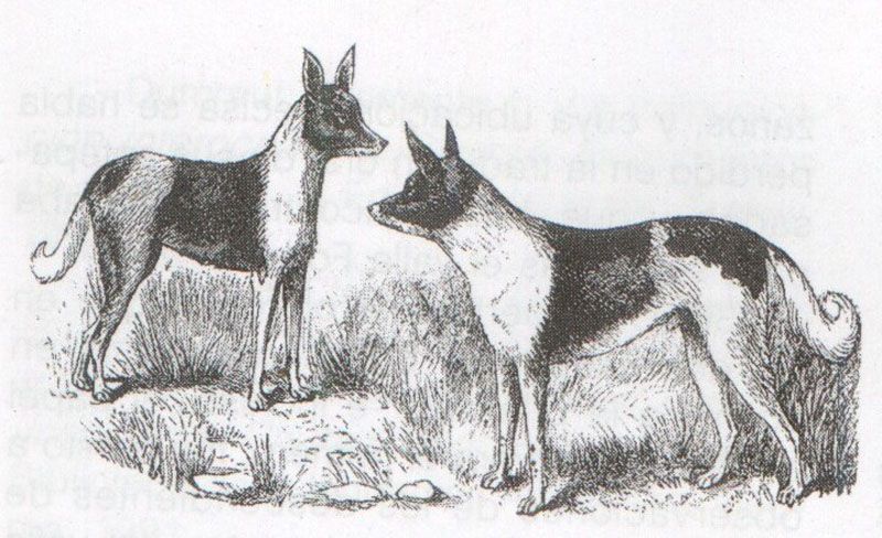 Un francés logra que una familia yámana le regale dos perros