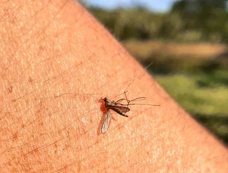 Casi como en el norte