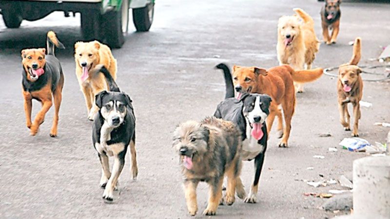 Estiman que en Ushuaia hay un perro suelto cada seis habitantes