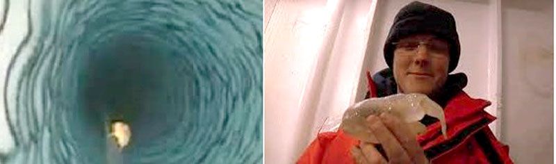 Captan extraña criatura marina bajo hielos de la Antártida