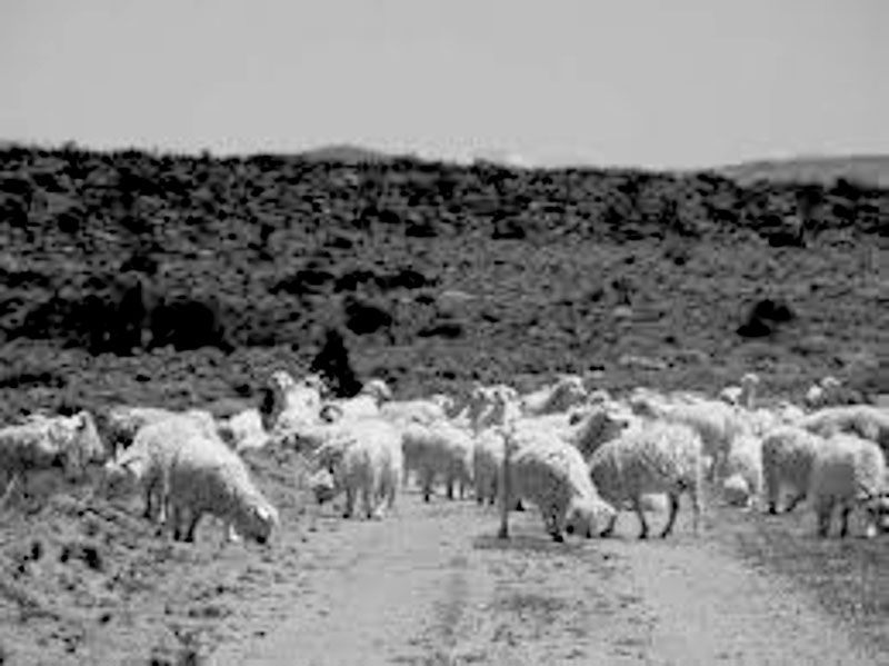 La estancia San Pablo llega a esquilar a unos 46 mil ovinos