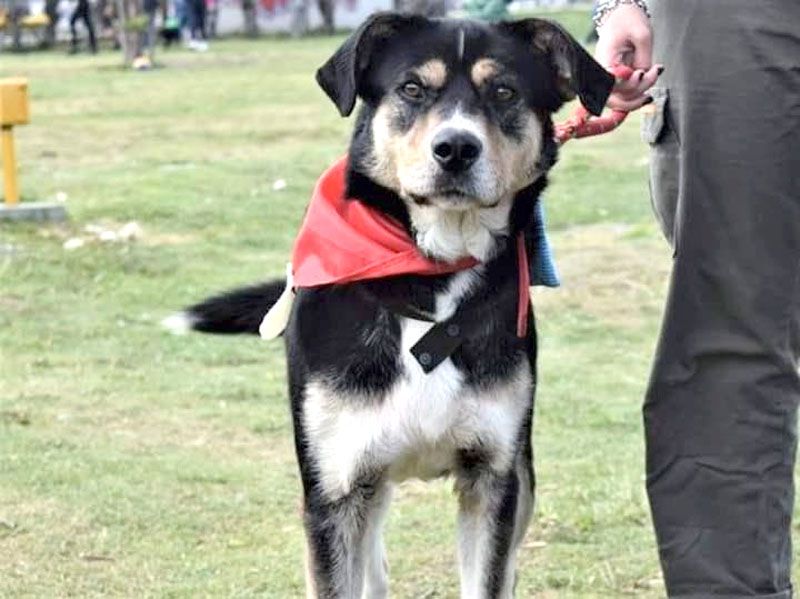 Advierten que información sobre coronavirus en animales aún es limitada