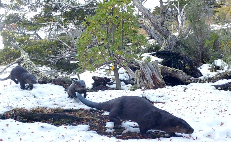 El Huillín en peligro de extinción, a la espera de la protección de su hábitat
