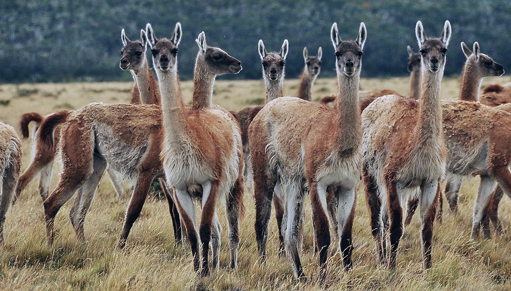 Descartan la ‘cacería turística’ de guanacos fueguinos