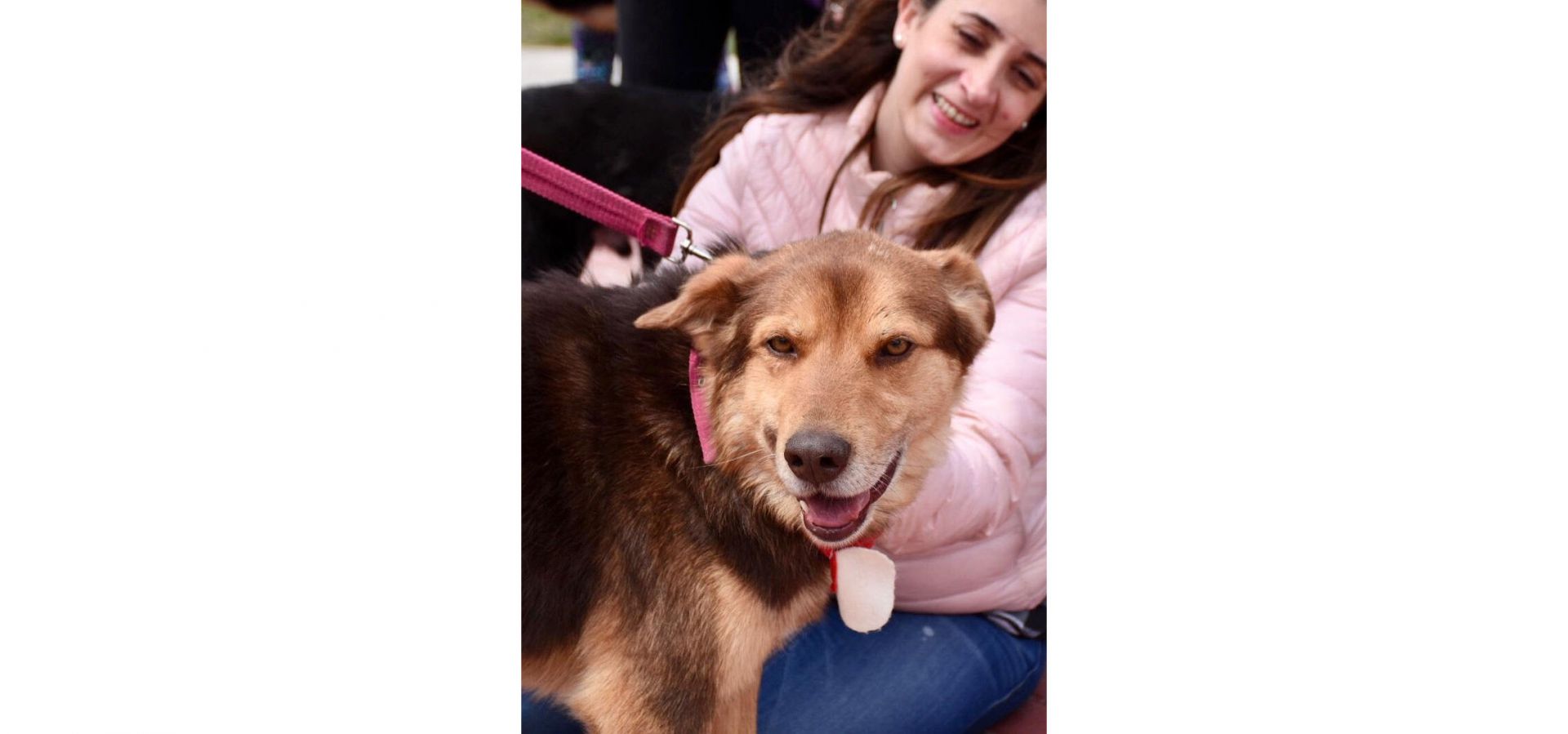 La Municipalidad de Ushuaia brinda el servicio de castraciones con movilidad