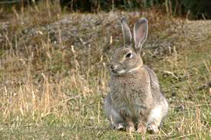 El control poblacional de conejos llegó a la Justicia