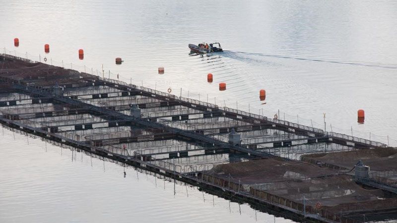 Advierten sobre masiva fuga de salmones en Chile