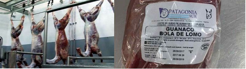 Procuran la promoción del consumo de carne de guanaco