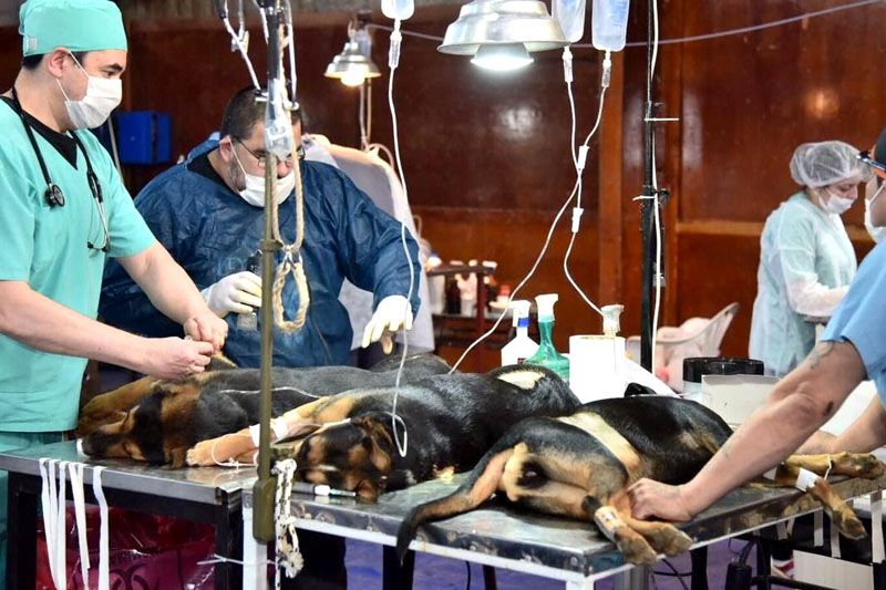 Zoonosis realizó más de 250 castraciones durante el aislamiento obligatorio por COVID-19