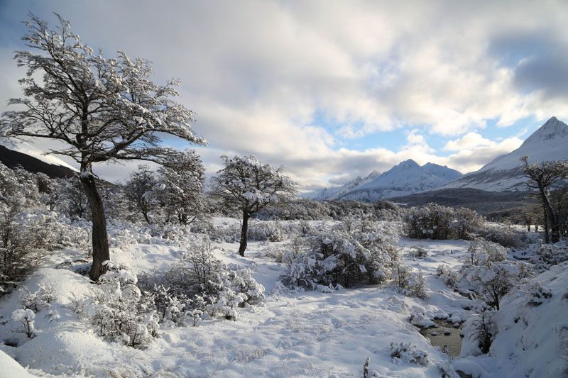 La Comisión Consultiva de Bosque Nativo retomó la actividad