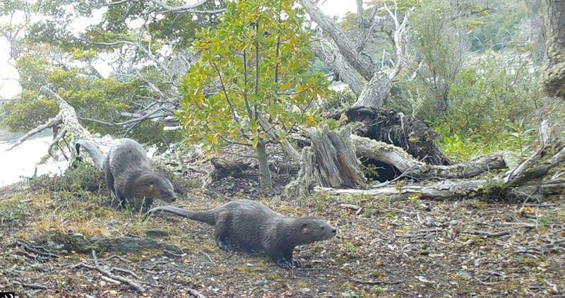 Buscan ampliar la protección sobre el Huillín