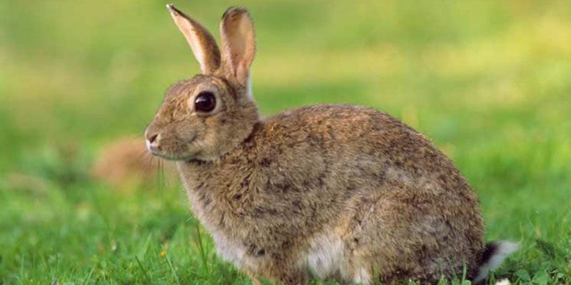 A favor de la erradicación del conejo de castilla