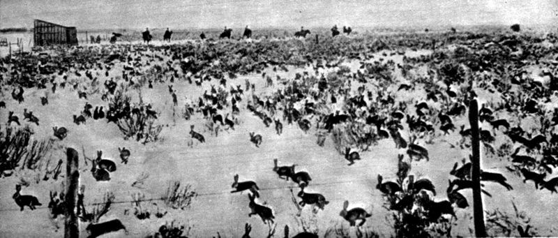 Tierra del Fuego asolada por plaga de 35 millones de conejos 