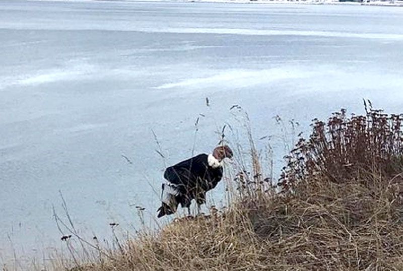 Un cóndor de los andes descendió
