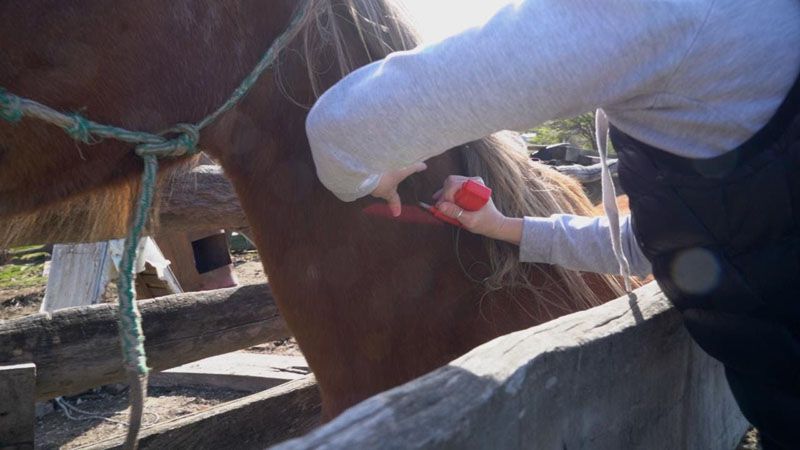 Comenzó el chipeo de caballos en Ushuaia