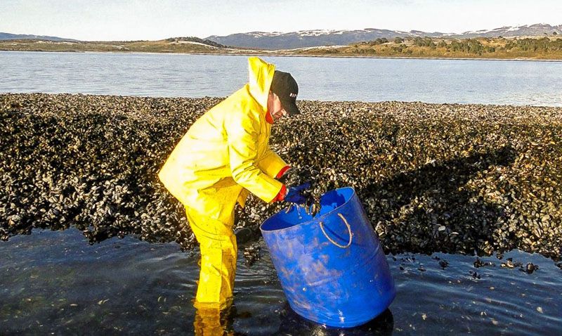 Se retomó el programa de control de moluscos