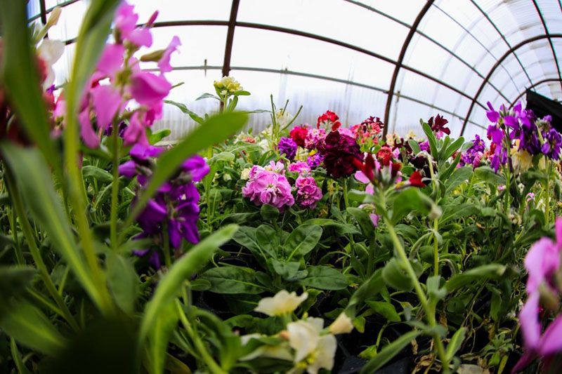 Comienzan los trabajos de parquización 