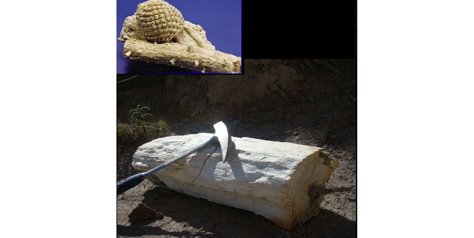 Maderas petrificadas permiten deducir evolución de las flores