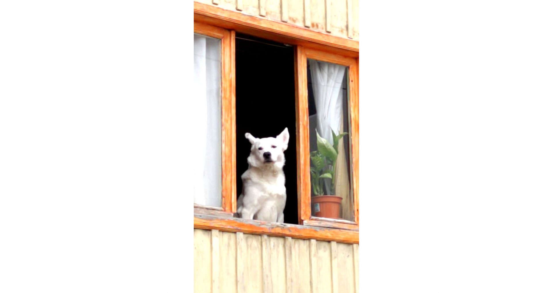 ¿Harto de la cuarentena?