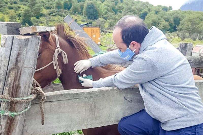 Continúa el chipeo de equinos capturados en la vía pública