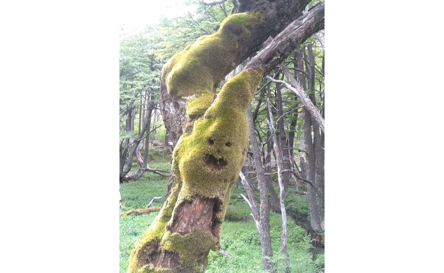 Duendes en el bosque