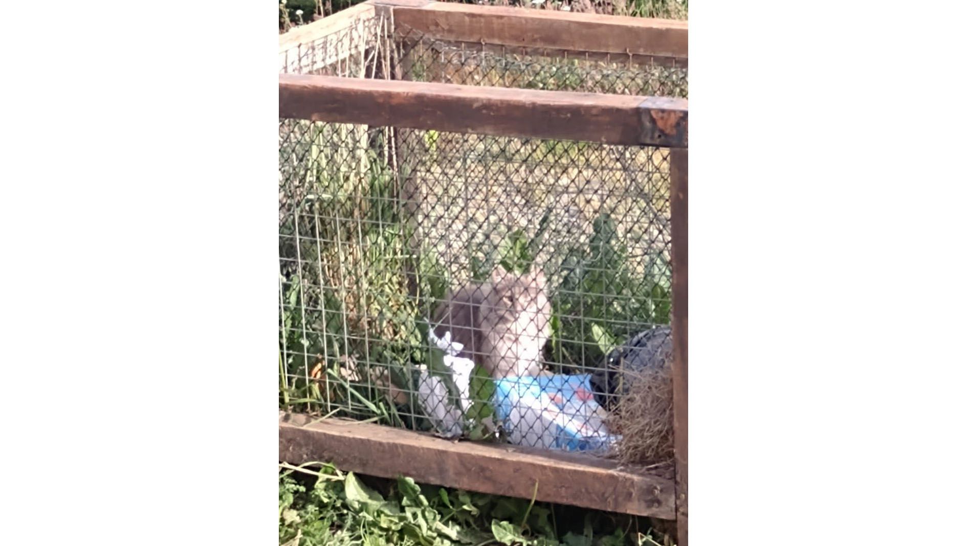 Acá hay gato encerrado
