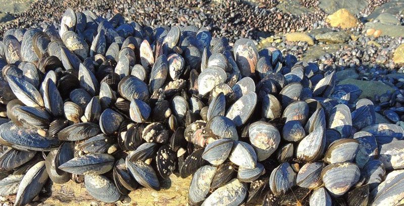 Se levantó la veda para recolección y consumo de moluscos bivalvos 