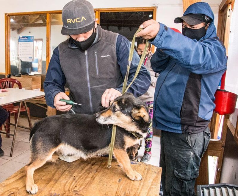 Municipalidad aplicó 120 dosis de vacunas antirrábicas en el kaupén