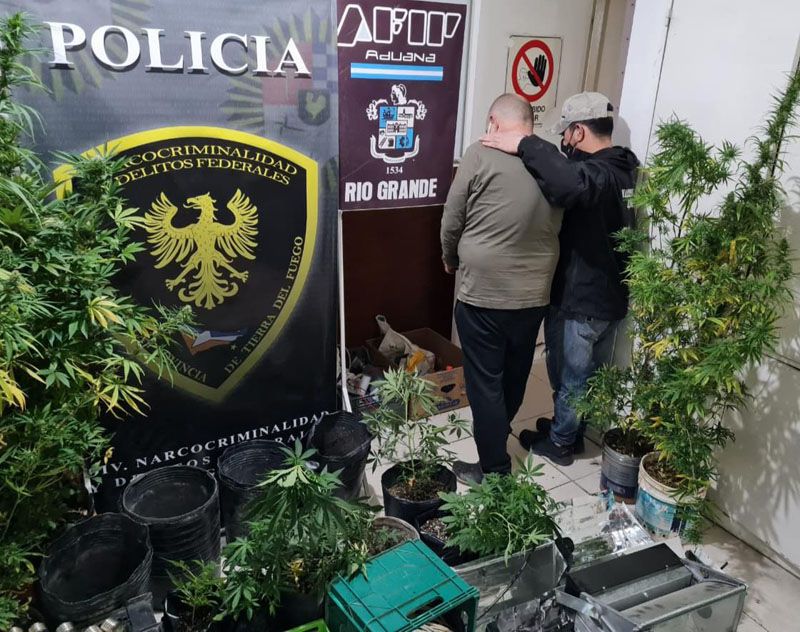 Dos viviendas estaban adaptadas como viveros para plantar marihuana