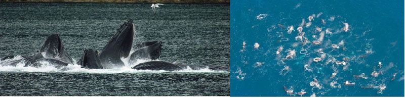 Debido al cambio climático se aglomeran ballenas por el krill