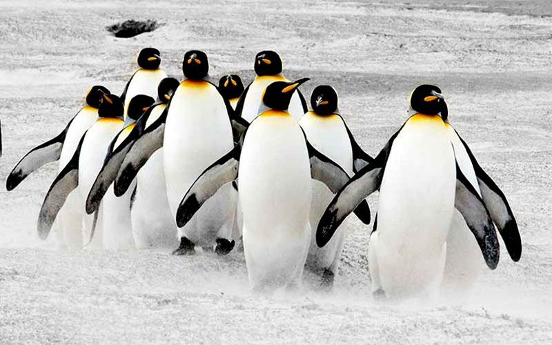 Explican por qué el pingüino perdió su capacidad de volar