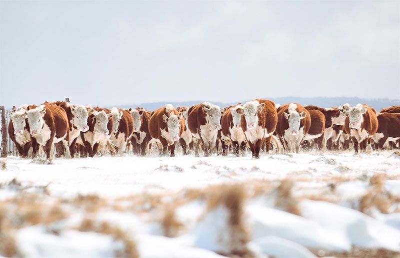  Aprobaron el financiamiento para crear un centro de reproducción y genética