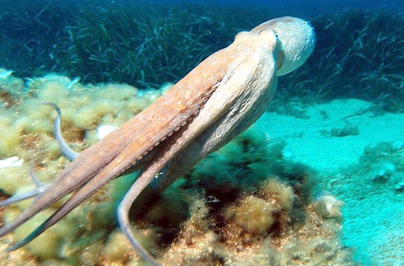 La sangre azul permite a pulpos vivir a temperaturas bajo cero