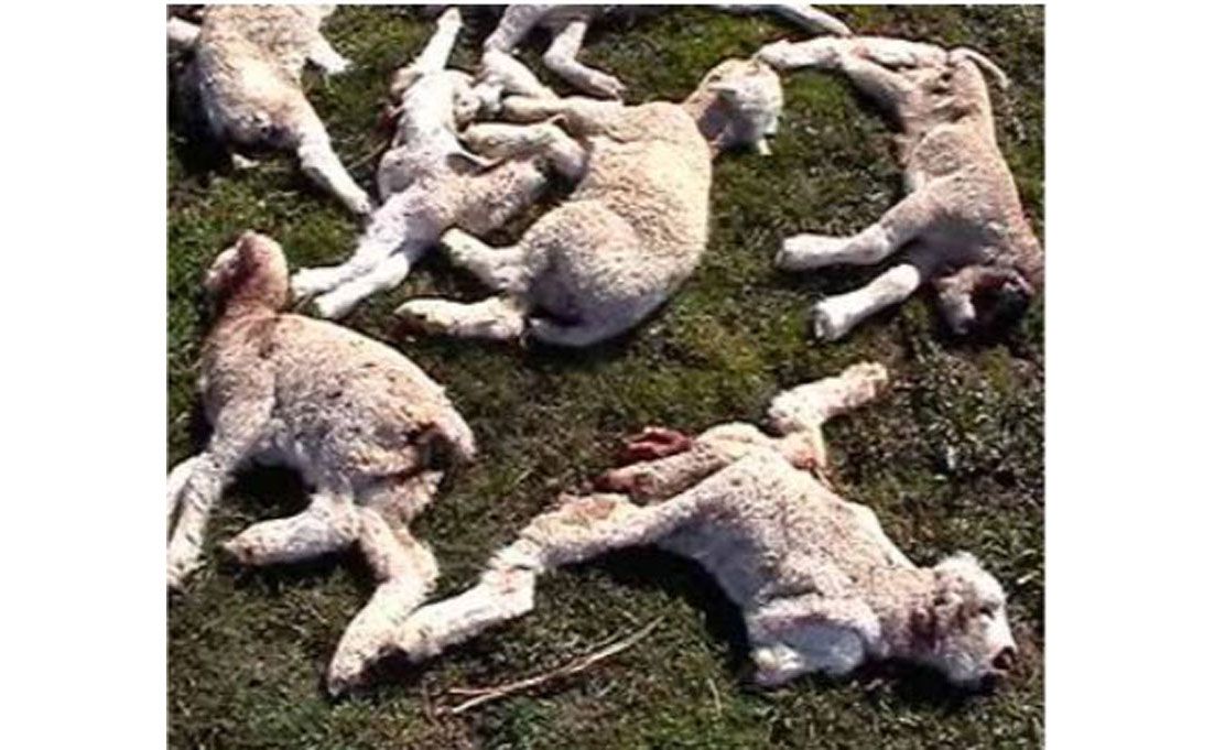 ¿Cuánto se avanzó en el control de los perros asilvestrados?
