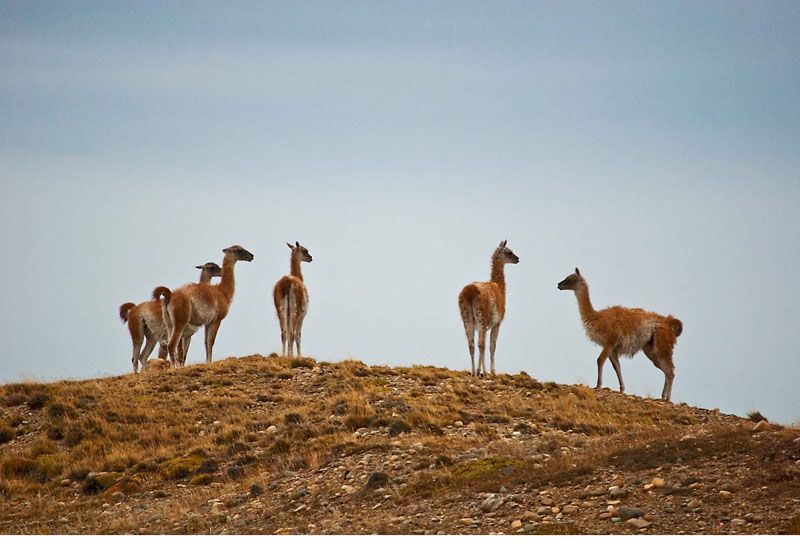 Patagonia no acuerda explotar los guanacos con Santa Cruz