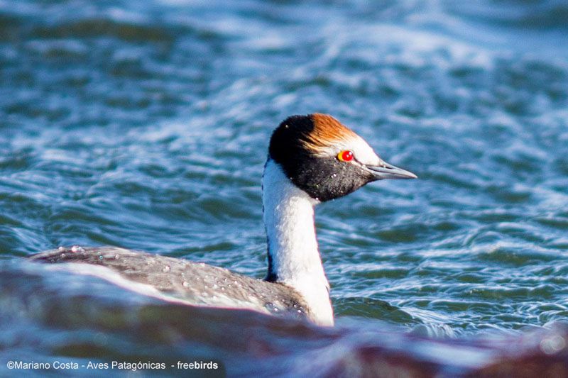 Inician campaña para evitar la extinción del macá tobiano