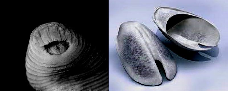 Descubren un molusco inédito de una especie casi desconocida