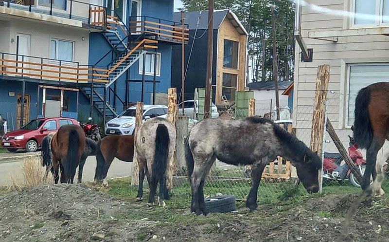 Cuidado, caballos sueltos 