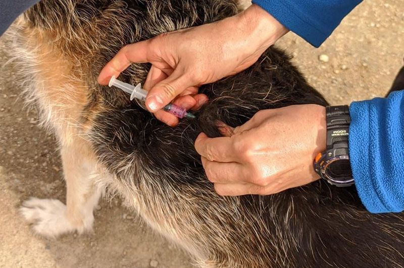 Zoonosis municipal realizó una jornada en el barrio Río Pipo