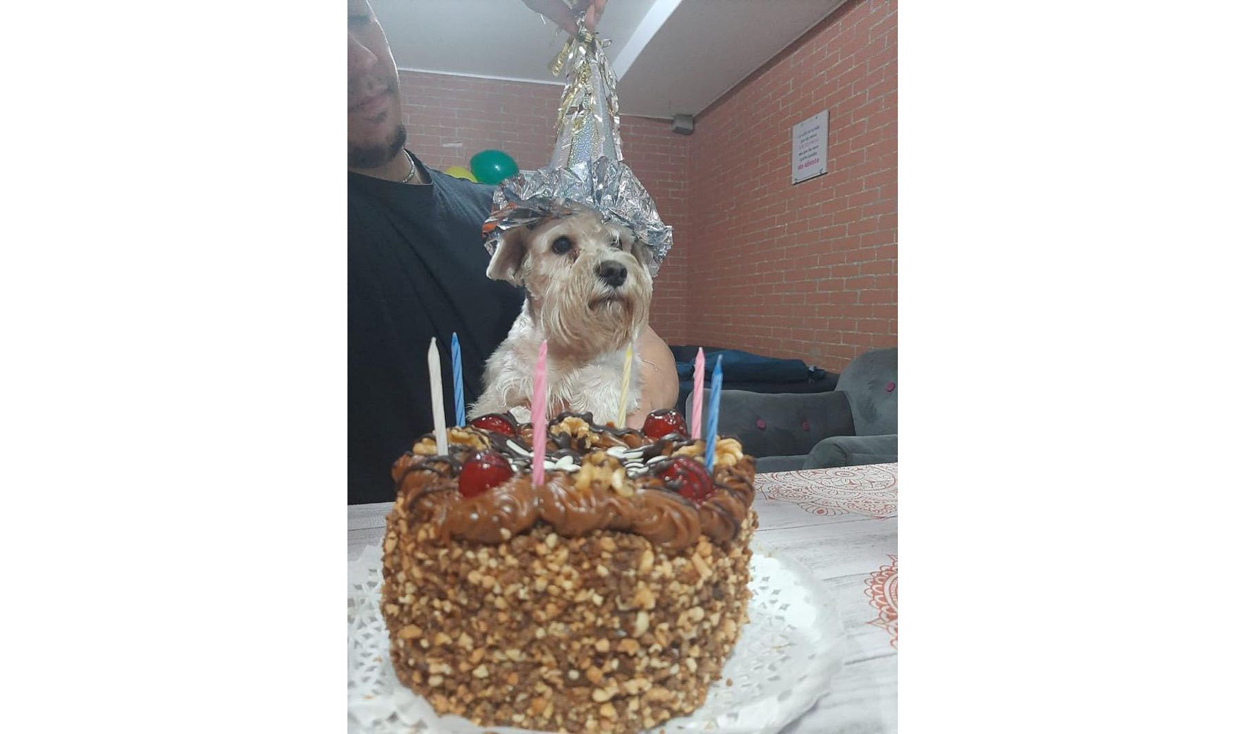 Sí había perros cumpleañeros