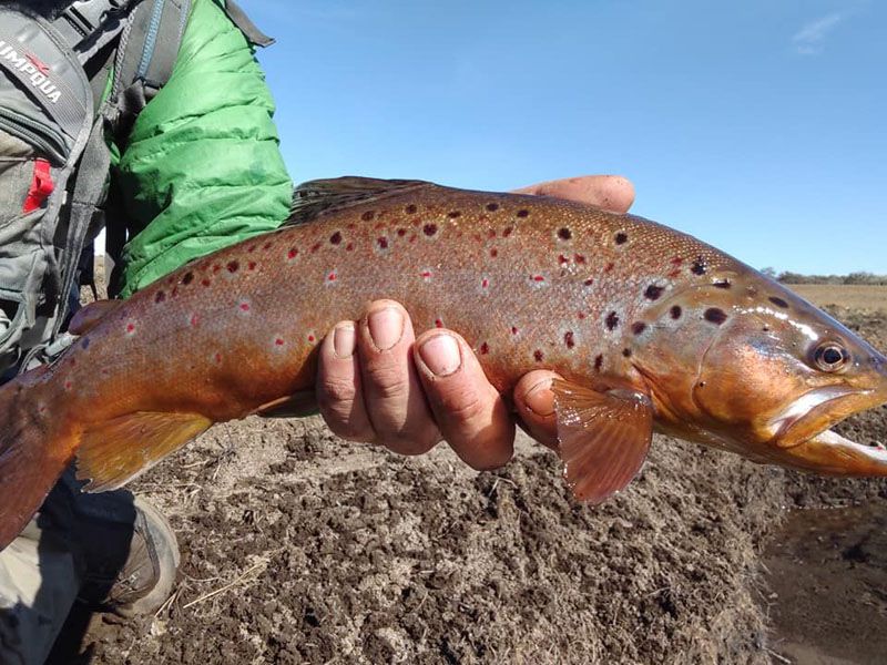 El 1 de enero de 2022 comienza la temporada en los ríos que desembocan en Fagnano