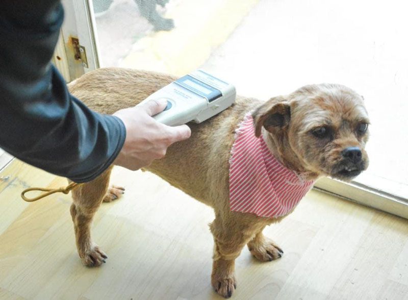 Zoonosis más Cerca sumó una nueva jornada de atención de mascotas 