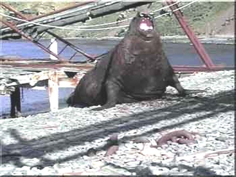 Instalan refugio y surge la leyenda del “Yety de la isla Thule”