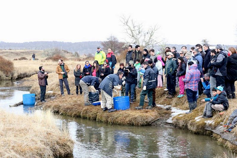 Siembran alevinos de salmón en Yehuin y truchas en río Ewan